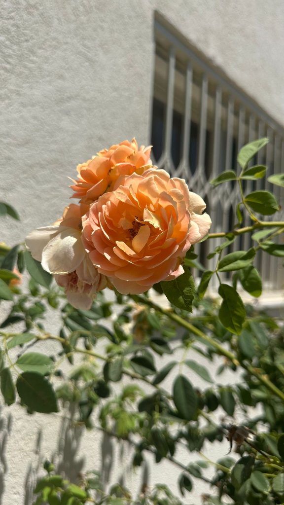 WhatsApp Image 2025-07-13 at 13.18.55 (6)