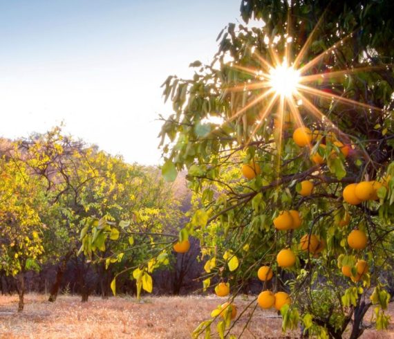 בבנימינה דו משפחתי בתכנון אישי בשכונת ההדרים נכס 119