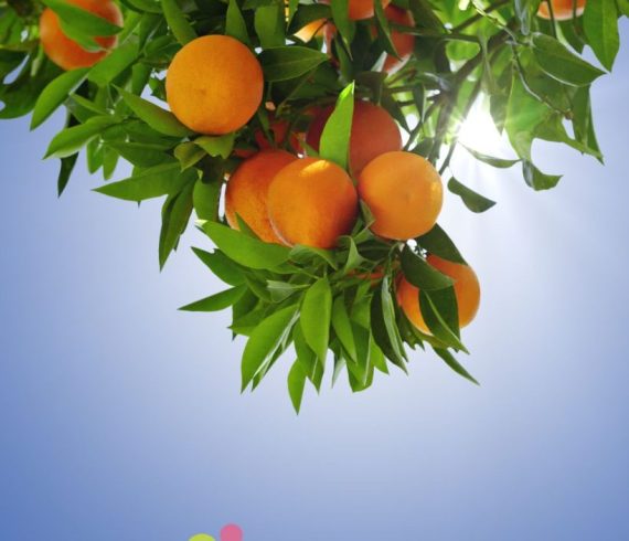 בשכונת ההדרים שני מגרשים צמודים עם תוכניות בניה נכס 10