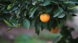 תפוזים הדרים