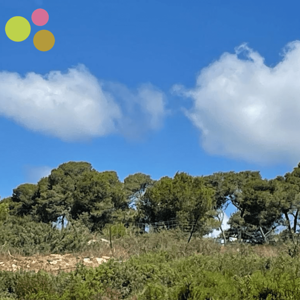 זכרון יעקב3