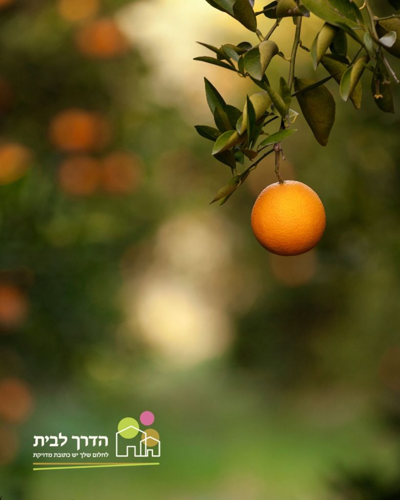 תפוז לימון הדרים (1)