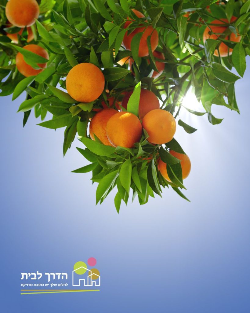 תפוז לימון הדרים (2)
