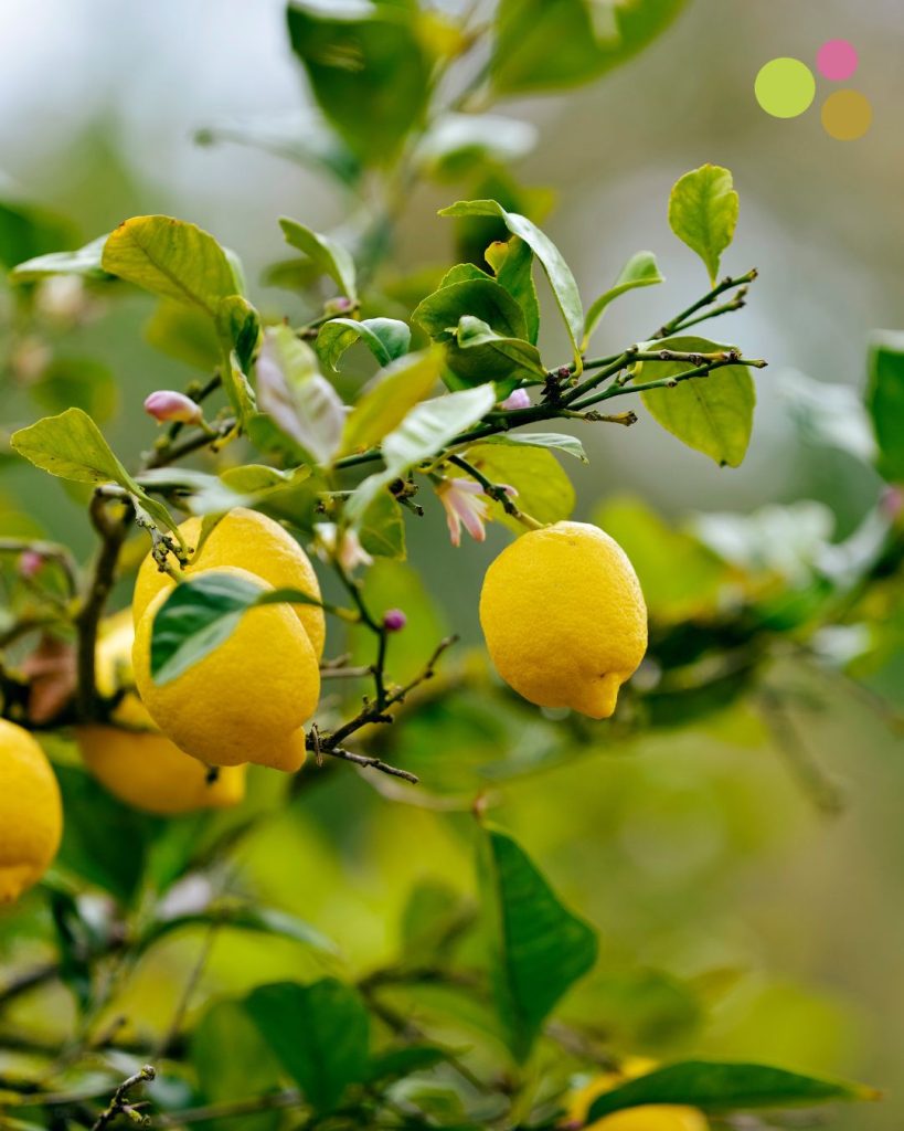 תפוז לימון הדרים
