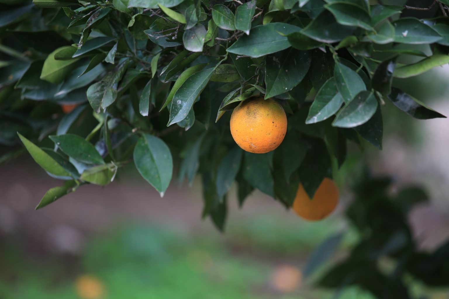 תפוזים הדרים